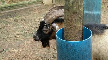 Goats Interacting on the Farm Daily Activities Captured video