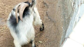 Goats Capturing Daily Movements video