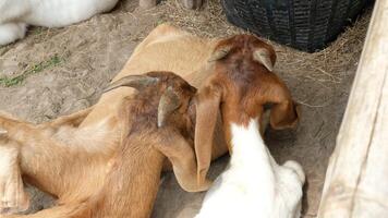 Several goats are lying down and resting. video