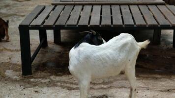 Daily standing behavior of goats video