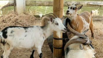 Goats in Their Natural Habitat Grazing and Playful Moments video