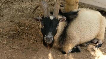 Group of Goats Showing Typical Daily Behavior video