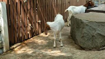 Goats in Motion Everyday Farm Behavior video