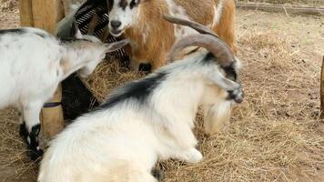 Goats Displaying Routine Activities in Their Habitat video