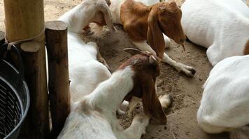 Goats relax in the shade video