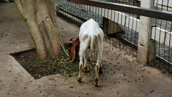 Goats are looking for food on the cement floor. video