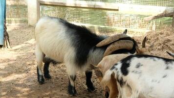 Goats in Action Capturing Daily Farm Life video