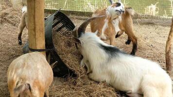 Goats Grazing and Interacting on the Farm video