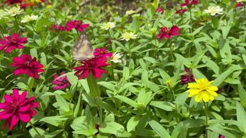 Vibrant Garden with Blooming Red Pink Yellow and White Flowers Captivates a Beautiful Butterfly in a Lush Green Field - A Serene Display of Nature Colors and Tranquility on a Sunny Day video