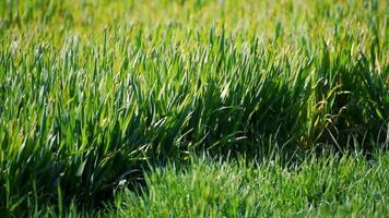 Grass and wheat field caressed by the wind for background video