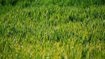 Grass and wheat field caressed by the wind for background video