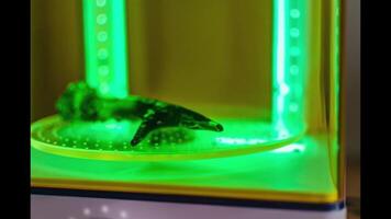 Time lapse of a 3d resin printing of a deer antler turning in a cure machine using UV light video