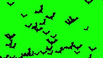 A large swarm of Halloween bats flying and filling the green screen video
