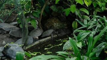 A black turtle is hiding in the middle of a tree. video