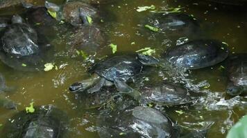 A black turtle floats on the surface of the water. video