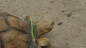 Close-up of a giant turtle with food stuck in its shell. video