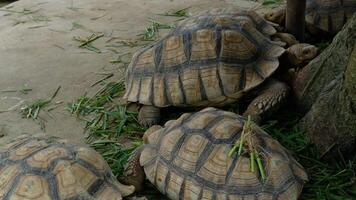 A giant tortoise walks around and eats food under a tree. video