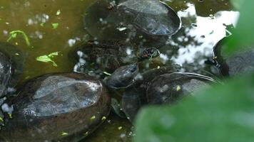 A black turtle floating above the water with only its nose showing. video