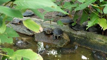 A black turtle is sleeping under a tree. video