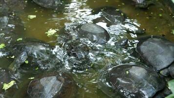 A flock of turtles are playing in the water. video