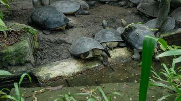 A black turtle is sleeping on a log. video