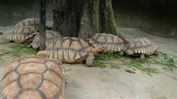A giant tortoise is walking to eat under a tree. video