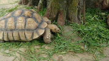 A fat giant turtle is eating vegetables. video