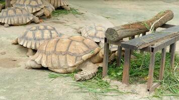 Giant tortoise finds grass to eat under a log. video