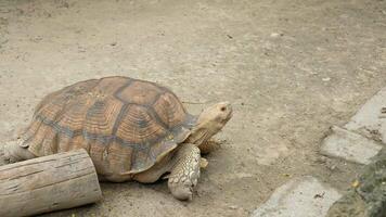 The giant turtle is looking for a way out. video