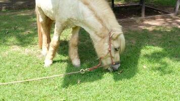 A cream-colored horse is lying on the ground. video