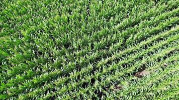 drone of a corn field in summer, agricultural work concept video