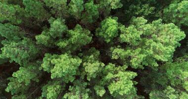 top view from a hover drone of the treetops in a pine forest video