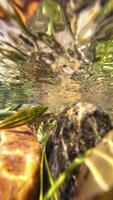 underwater footage recording of a stream, editing and sequencing resources video