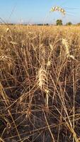 unsteady handheld vew of ripe ears of wheat in a wheat field video