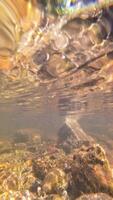 underwater footage recording of a stream, resources for editing and editing of sequences video