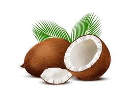 3D realistic set of whole coconut, coconut halves and palm leaves on white background. vector