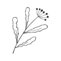Twig contour drawing doodle with berries, element botanical branch design. vector