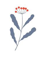 Winter twig hand drawn doodle with red berries, element botanical design. vector