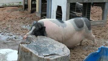 The fat pig is easing his itch by plowing on a tree stump. video