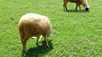 Sheep are walking and eating green grass on the ground. video