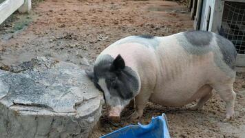 The fat pig is easing his itch by plowing on a tree stump. video
