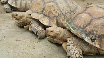 Fat giant turtles lie in a neat row. video