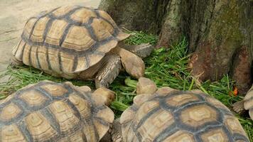 Giant brown tortoises are talking. video
