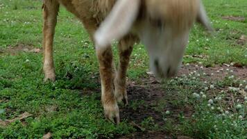 Sheep are walking and eating green grass on the ground. video