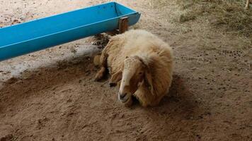 The sheep are lying on the ground. video