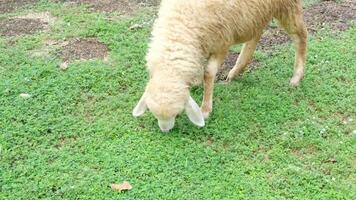 Sheep are walking and eating green grass on the ground. video