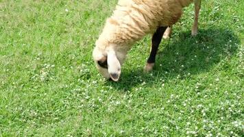 Sheep are walking and eating green grass on the ground. video