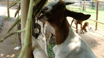 Goats are standing and eating grass placed above. video