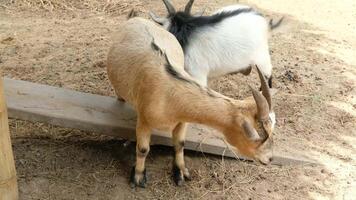 Two goats are playing with a board. video