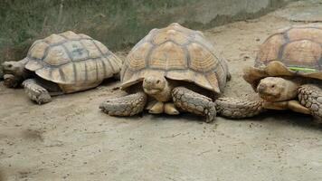 Giant turtle lying down looking forward video